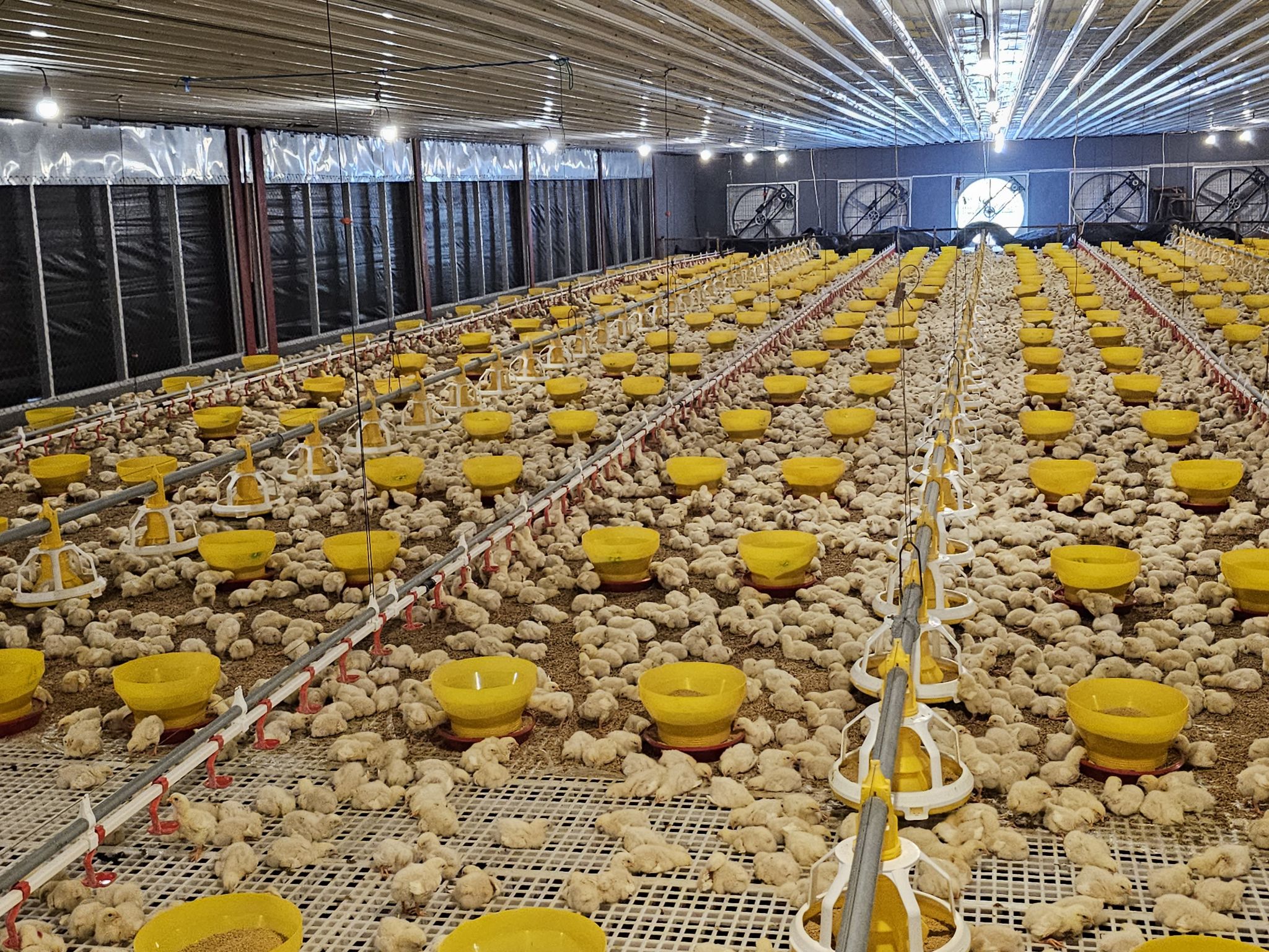 How To Control temperature and Humidity In Poultry Houses phoenix