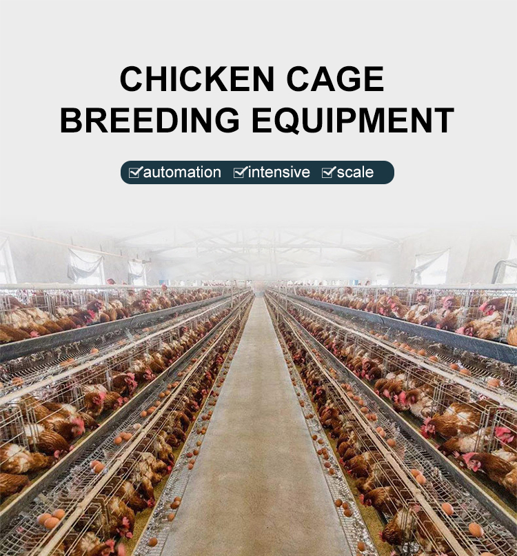 H-type Battery Layer Chicken Cage System Automatic Chicken Layer Cage ...